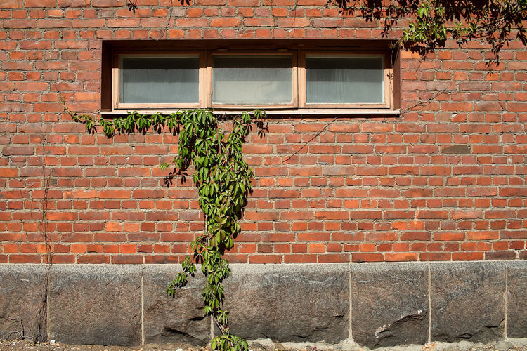 Plant growing on wall of building