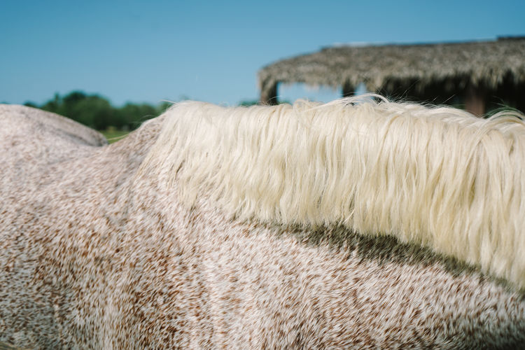 Close-up of a sheep