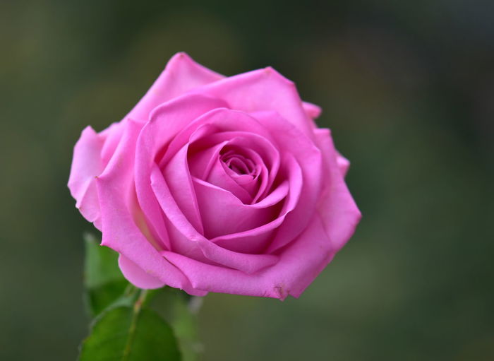 Beautiful rose flower on natural background