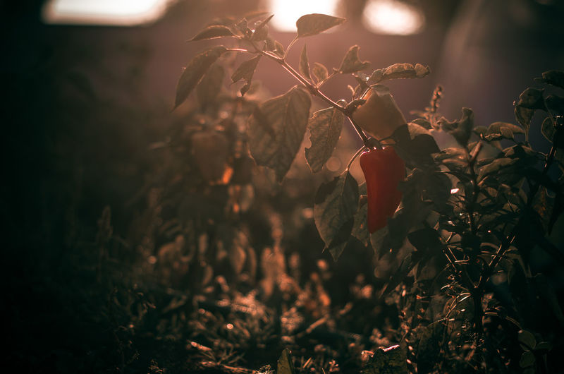 Close-up of wilted plant on field