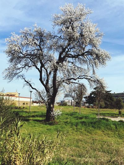 Tree on field against sky