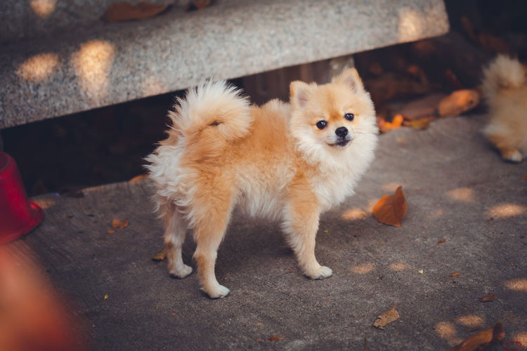 High angle portrait of cute dog