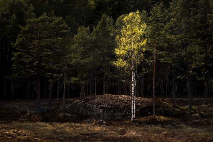 Trees in forest