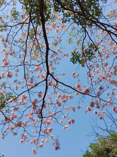 Low angle view of flower tree against clear sky