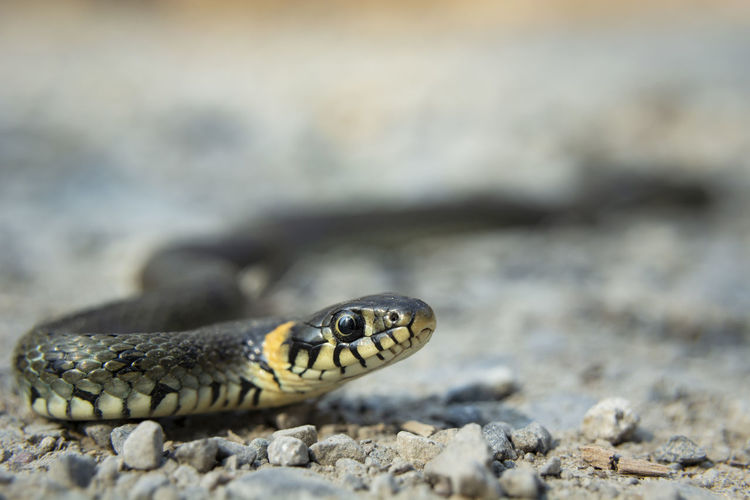 Close-up of a beautiful grass snake
