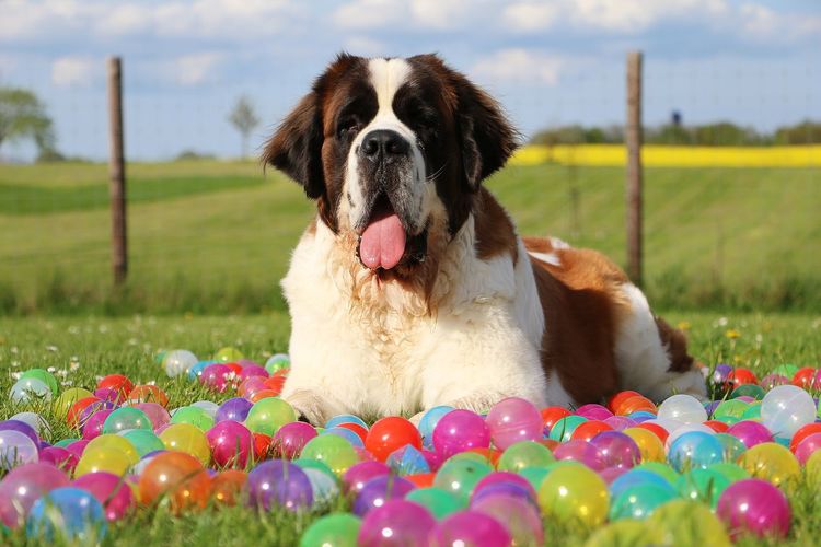 Portrait of dog by colorful balls relaxing on grassy field