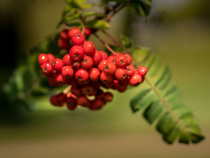 Close-up of bird berries growing on tree