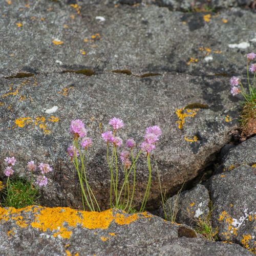Close-up of flowers growing on rock