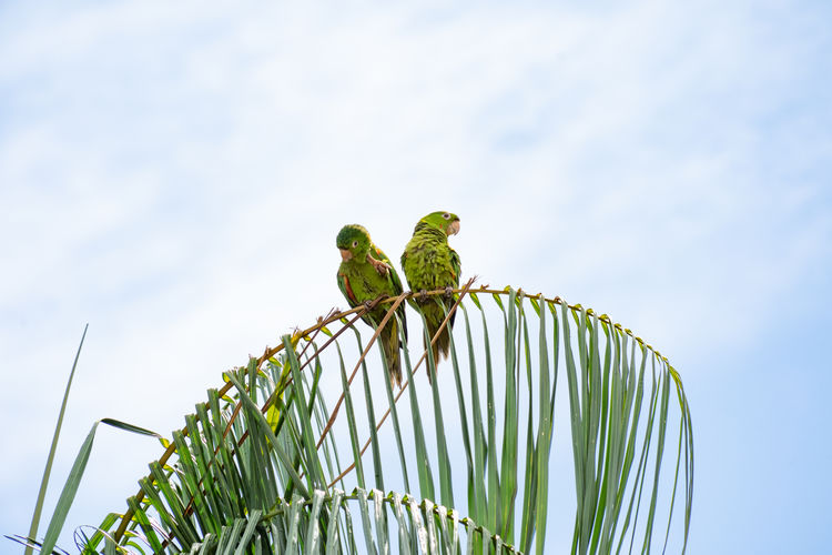 Low angle view of parrots perching on tree against sky