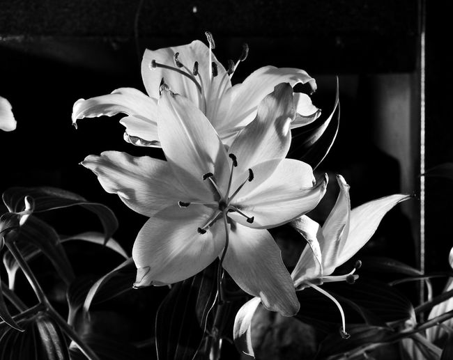 Close-up of flowers blooming outdoors