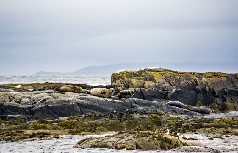 Seal watching in highlands