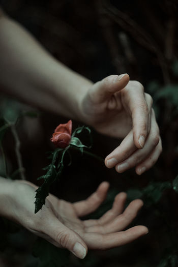 Cropped hands of person touching flower