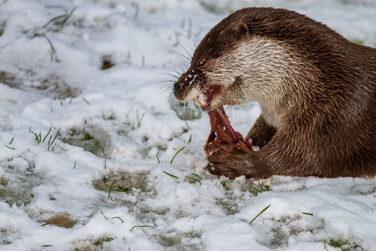 Otter with stick meat while eating in the snow