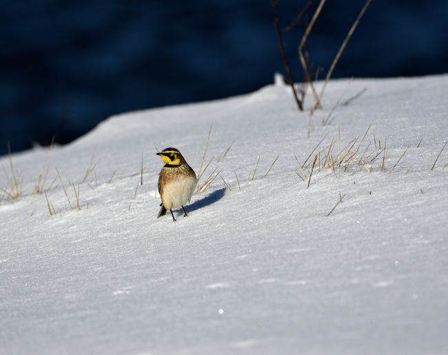 Bird in snow