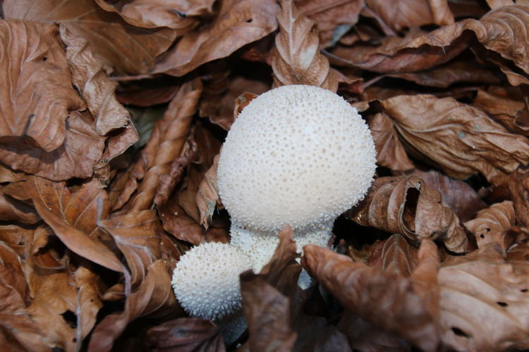 Full frame shot of dry mushrooms