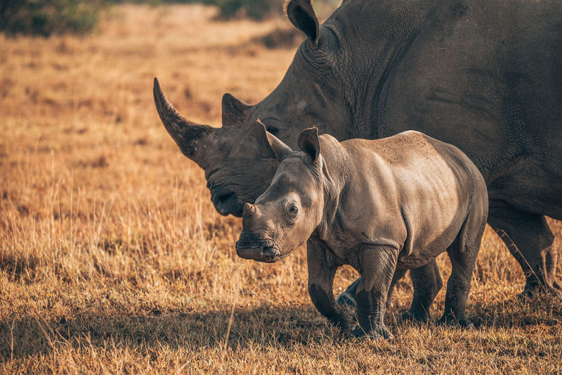 Rhino with baby standing at field