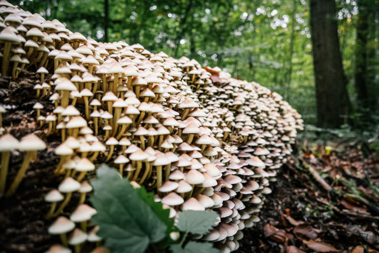Close-up of mushrooms growing on tree trunk