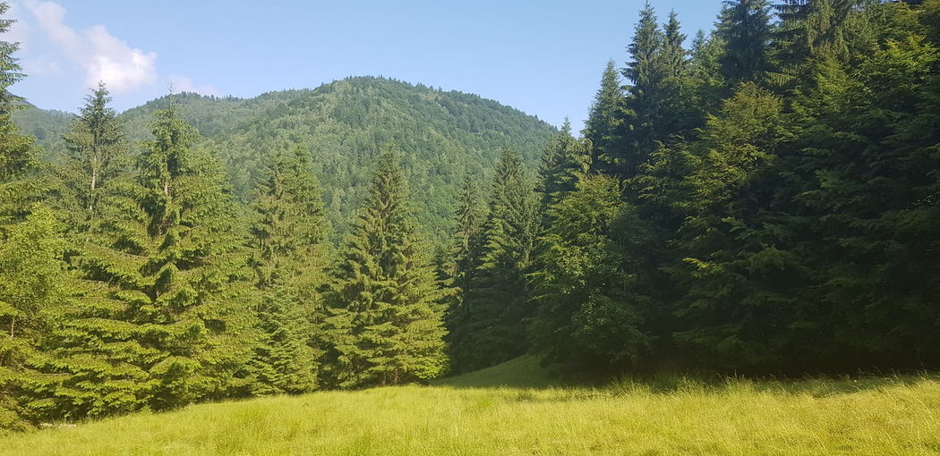 Scenic view of trees on field against sky