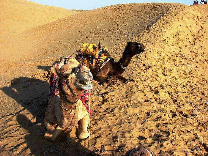 The ship's of desert