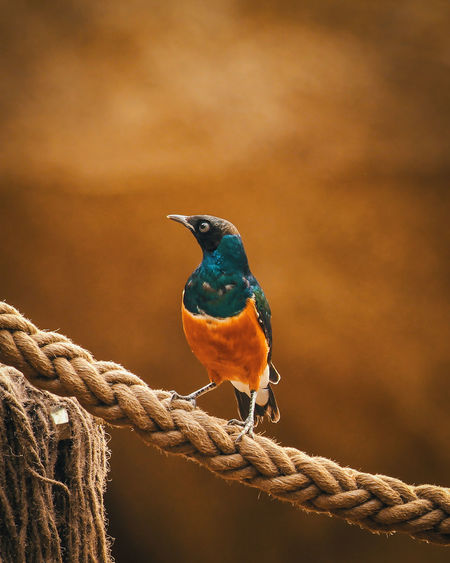 Close-up of bird perching on rope