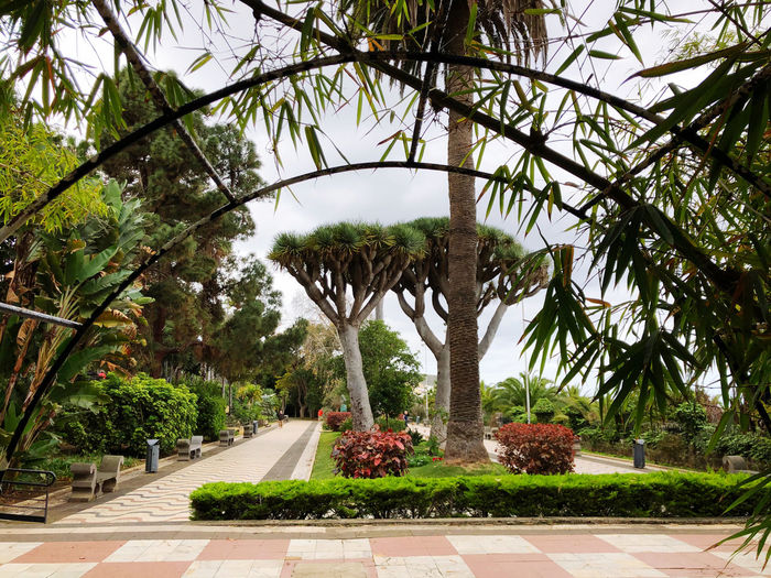 View of palm trees in park