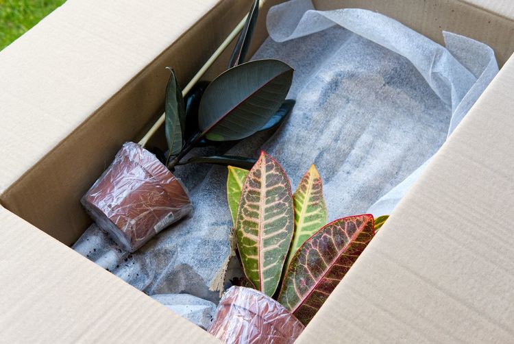 Unboxing houseplants delivered by mail from an online shop