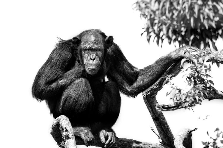 View of chimp sitting on tree branch