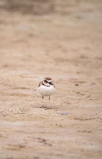 Wilsons snipe shorebird charadrius wilsonia forages for fiddler crabs along an estuary