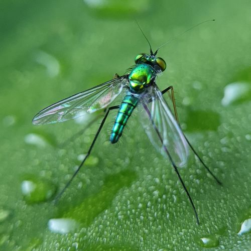 Close-up of insect on leaf