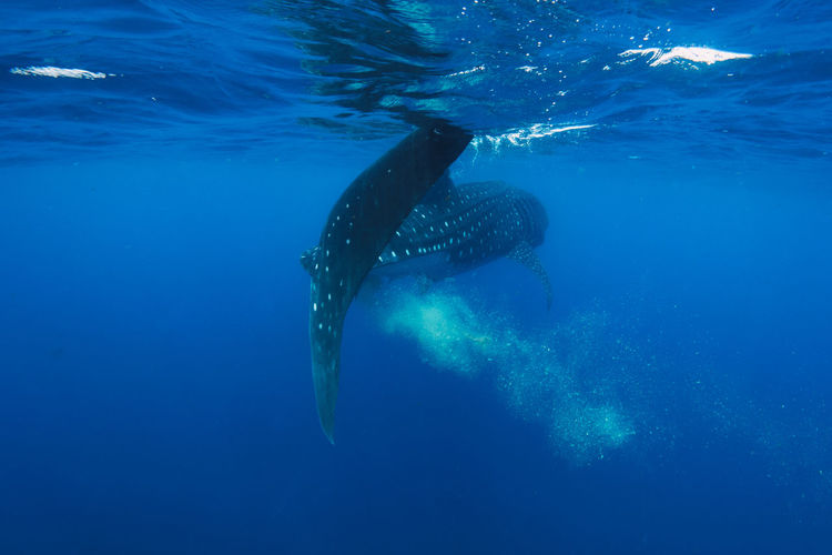 Snorkeling with whale shark in summer seasson in isla mujeres, mexico blue water