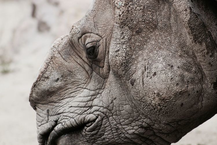 Profile view of rhinoceros