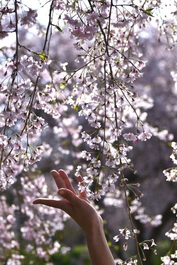 Cropped hand of woman touching pink cherry blossom tree