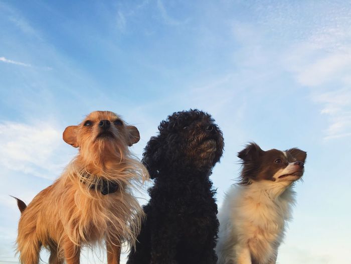 Dogs against sky