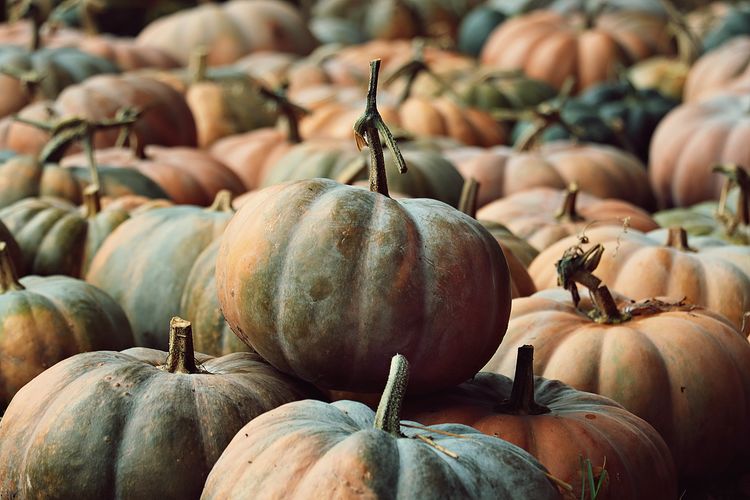 Close-up of pumpkins for sale at market stall