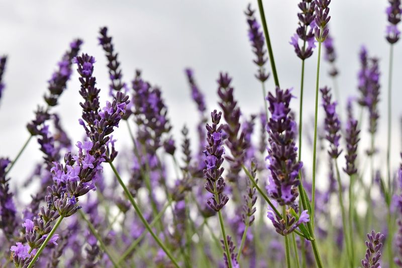 Close-up of purple flowers growing on field