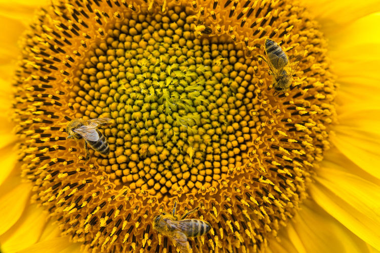 Close-up of bee on sunflower
