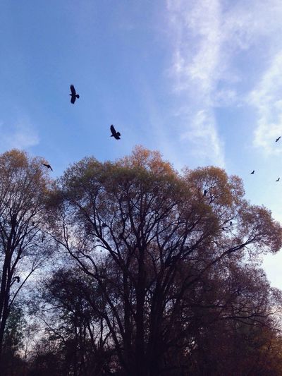 Low angle view of birds flying in sky