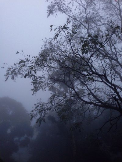 Low angle view of tree against clear sky