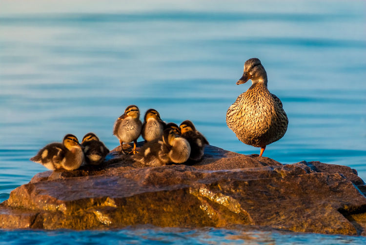 Duck with ducklings on rock in lake