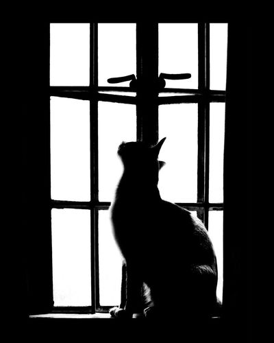 Silhouette cat sitting on window sill
