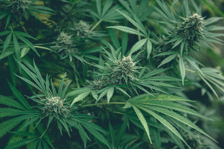 Bush marijuana on blurred background. bush cannabis.