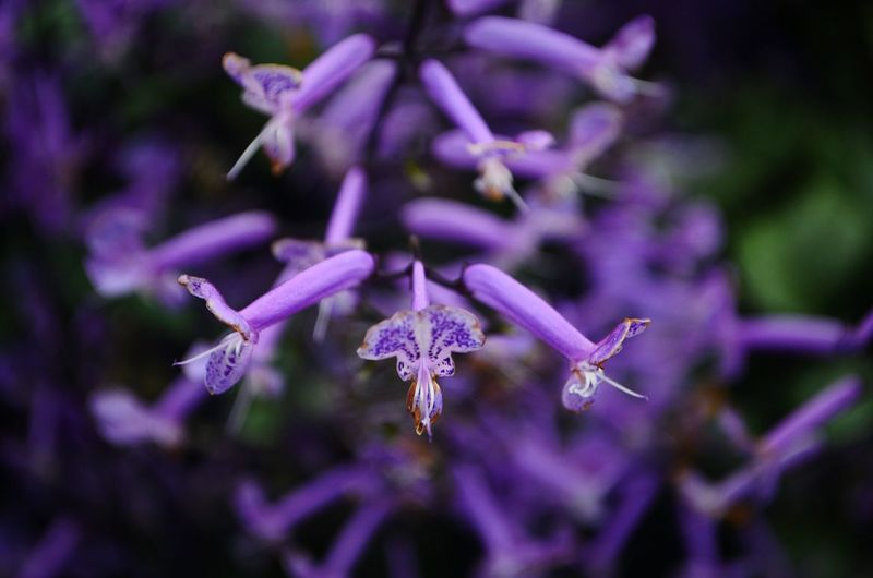 Close-up of purple flowers