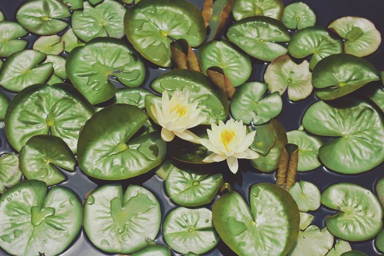 High angle view of water lilies blooming amidst leaves in lake