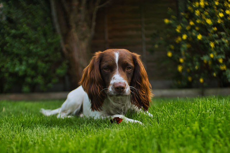 Portrait of dog on field springer spaniel