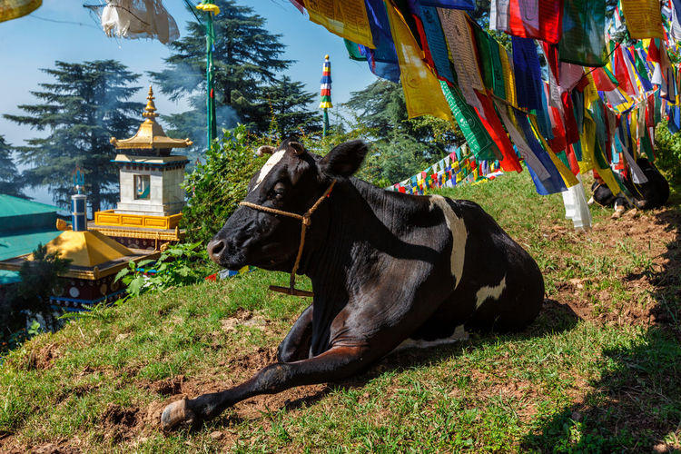 Cow under buddhist prayer flags on kora around tsuglagkhang mcleod ganj, himachal pradesh, india