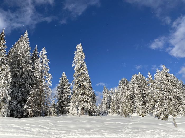 Snow covered pine trees against sky