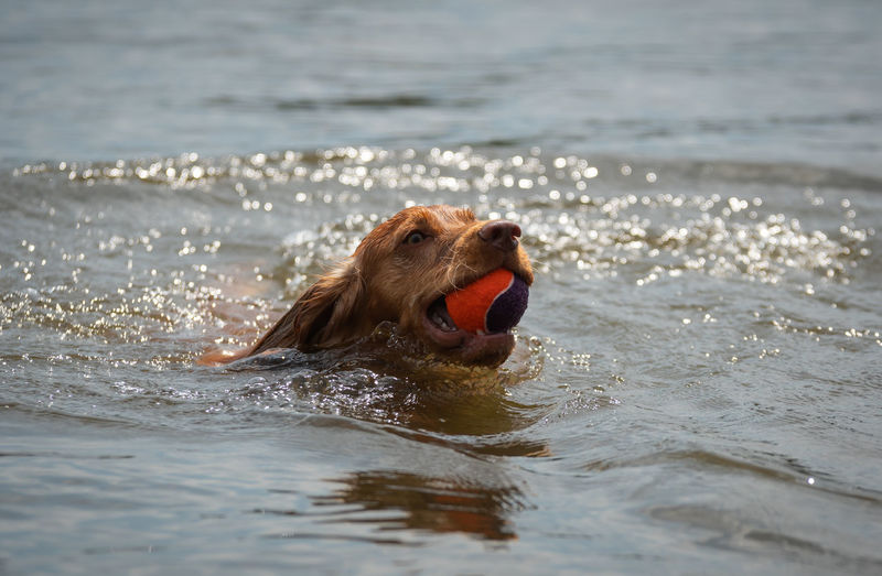 Close-up of dog with ball swimming in lake