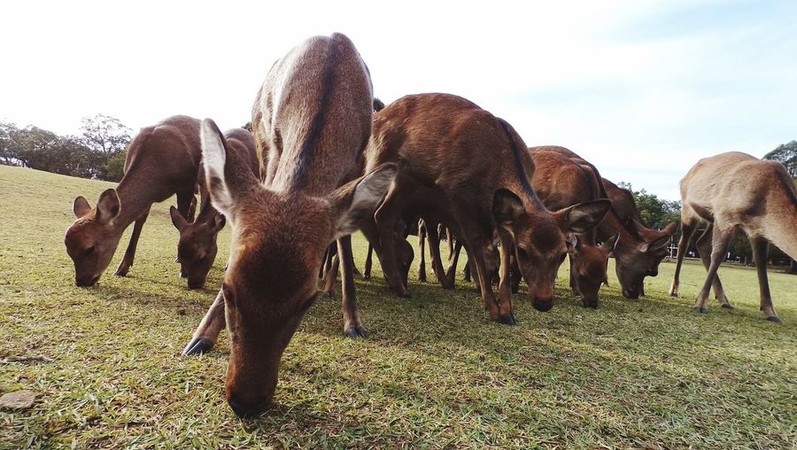 Low angle view of deers grazing on field