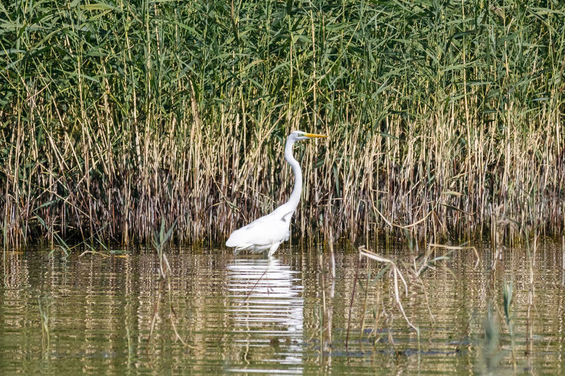 View of bird in lake