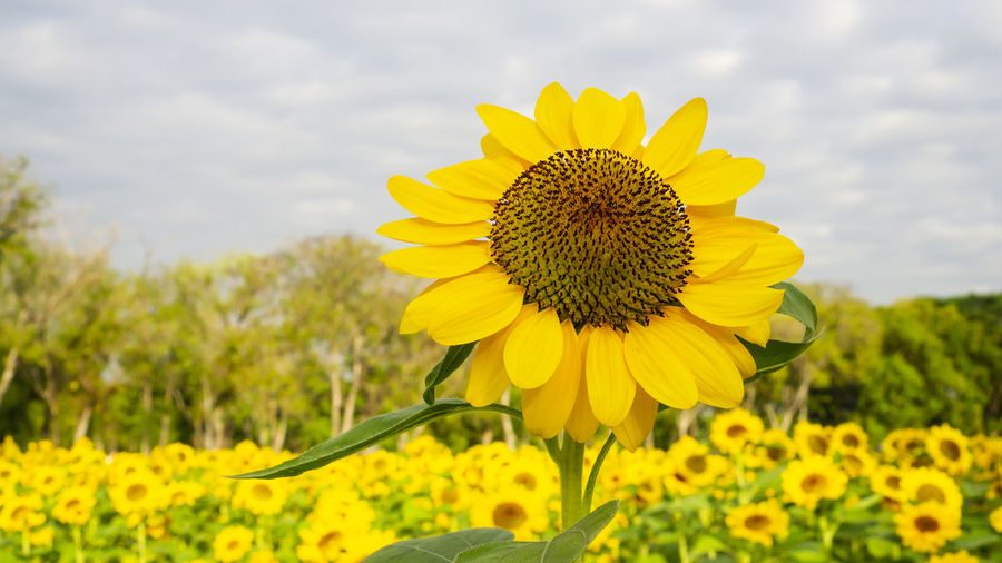 Field of sunflower plant blossom in a garden, view from front of yellow petals flower blooming